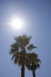 two palm trees