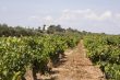 vineyard