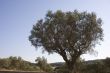 olive tree