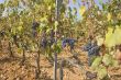 vineyard