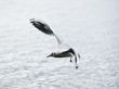 Speedy gull