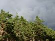 Pine woods before storm
