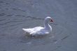 Italian goose
