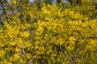 forsythia