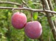 two plums