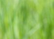 Blurry Grass