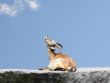 Ibex with Sky