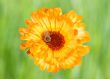 Marigold with Bee