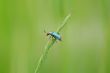 Little Bug