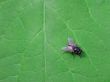 Waiting Fly