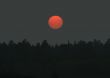 Sunset over the Forest