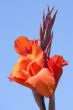 Red Bloom