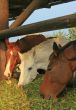 Guzzling Horses