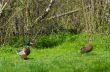 Mallard Ducks