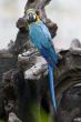 splendid parrot in the wilderness