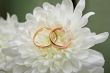 wedding rings on a white chrysanthemum