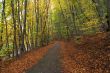 Autumn Path