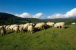 Sheeps