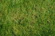 Grass