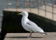 Seagull