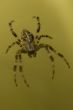 Spider on web