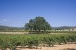 vineyard