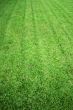 Green Lawn