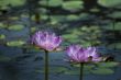 pink lilies