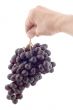 Raw grapes with hand