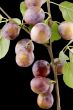 wild-plum close up