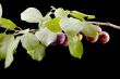 wild-plum macro