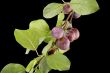 wild-plum