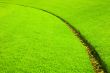 Grass