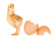 Chicken yellow with broken eggshells