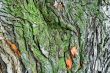 Bark of the tree, it grows green lichen