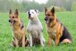 two Germany shepherds and American bulldog