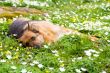Germany sheep-dog laying in garden with white spring flowers