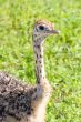 little ostrich portrait