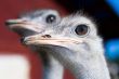 ostrich portrait