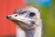 ostrich portrait