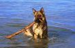 wet Germany sheep-dog with stick in a mouth