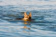 swiming Germany sheep-dog