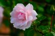 Rose after a rain