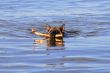 swiming Germany sheep-dog with stick in mouth