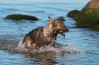 wet Germany sheep-dog with stick in a mouth