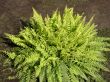 Green Fern