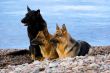 three wet Germany sheep-dogs