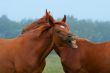 two red horses. one laughing horse