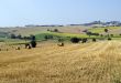 Marche - Landscape