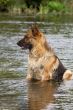 wet Germany sheep-dog